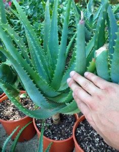 Come Riconoscere L Aloe Arborescens Erbedimauro