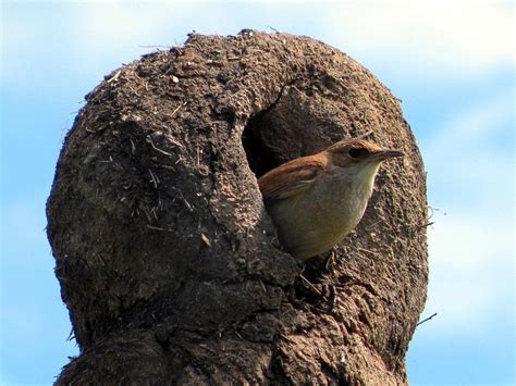 Hornero Aves Pajaros Argentina Paisajes