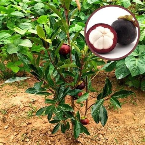 Garcinia Mangostana Mangosteen Fruit Plant For Fruits At In Hojai