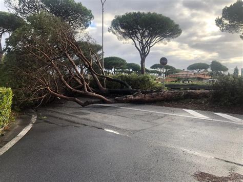 Casal Palocco Pino Crolla Sulla Corsia Laterale Della Cristoforo