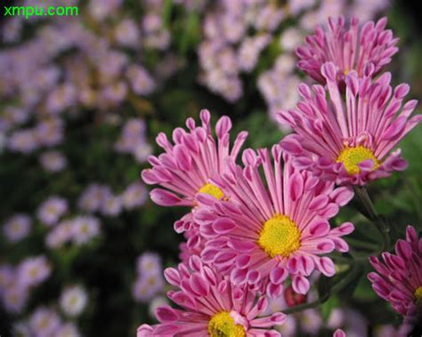 菊花图片菊花种植菊花种类 动植物