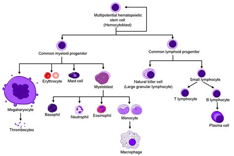 Development Of Blood Boundless Anatomy And Physiology