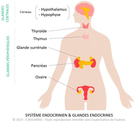 Syst Me Endocrinien Et Hormones Sexuelles Comprendre