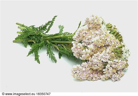 Common Yarrow Achillea Or Common Yarrow Millefolium Common Yarrow