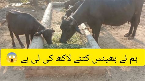 Ham Nay Bhains Kitny Lakh Ki Li Hai Bhains Price Short Video Daily