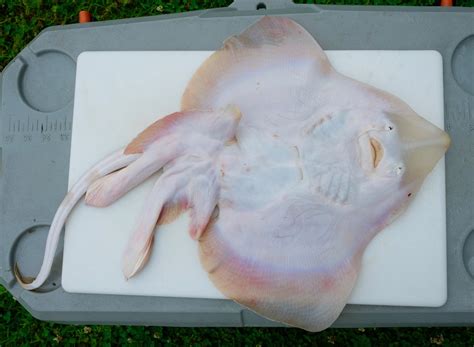 How To Fillet A Skate — Elevated Wild
