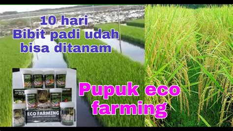 Testimoni Pupuk Organik ECO FARMING Pada Bibit Padi 10 Hari Sudah Bisa