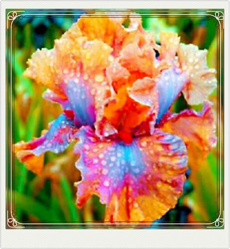 Iris Planting Graceful Planting - Walmart.com