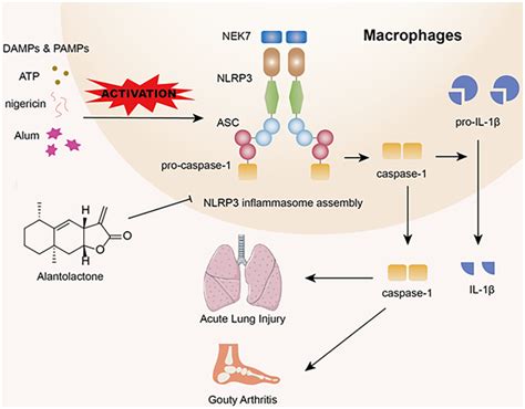 Discovery Of Alantolactone As A Naturally Occurring Nlrp Inhibitor To