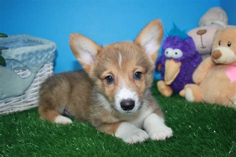 Pembroke Welsh Corgi Puppies For Sale Long Island Puppies