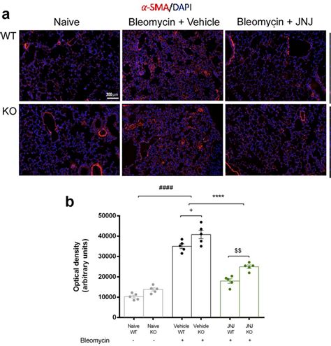 Evaluation of fibroblast differentiation into myofibroblast. a ...