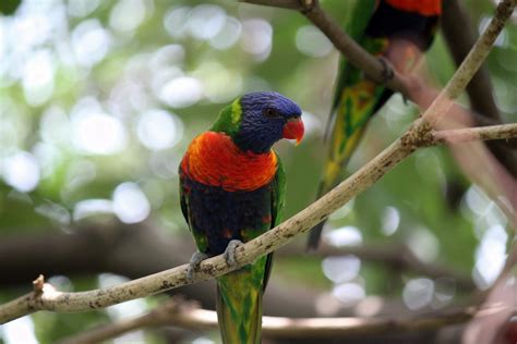 Tiger Parrot In Jurong Bird Park Free Stock Photo Public Domain Pictures