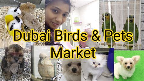 Dubai Birds Pets Market Al Warsan Biggest Pet Market In Dubai