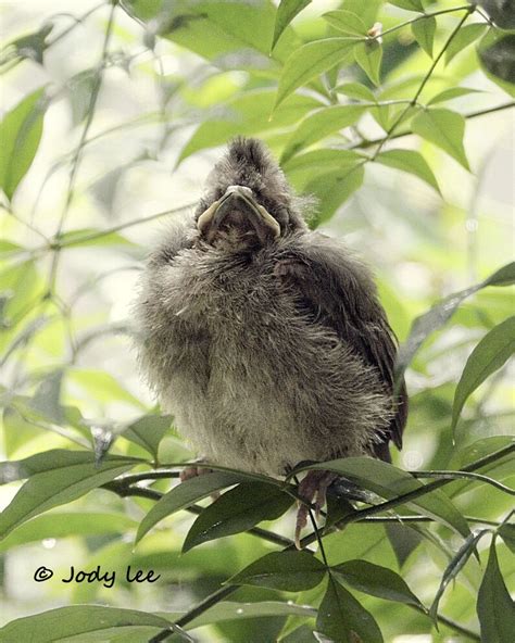 Baby Cardinal Fledgling Baby Bird Bird Photography | Etsy