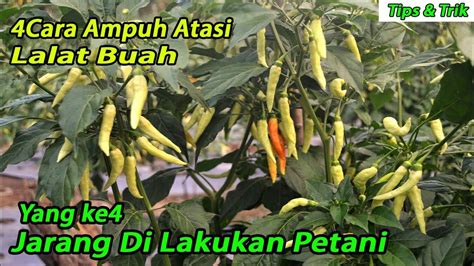 Cara Ampuh Atasi Lalat Buah Pada Tanaman Cabe Youtube