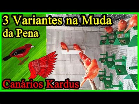 Canários Kardus 3 Variantes na Muda da Pena nos Canários