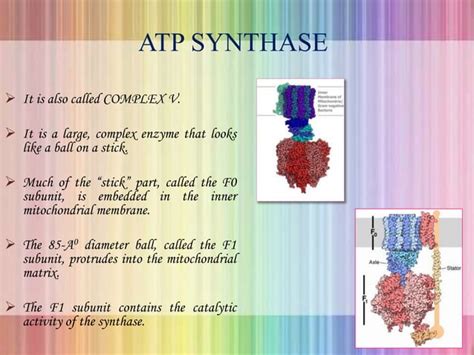 Oxidative Phosphorylation Ppt