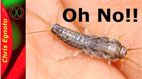 Silver Bugs In My Carpet Carpet Vidalondon