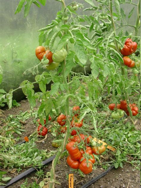 Ficarazzi Tomaten Ecke Ch