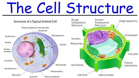 Cell Structure Biology St Sec Youtube