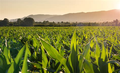 Valor Da Produção Agropecuária De 2023 é Estimado Em R 1148 Trilhão