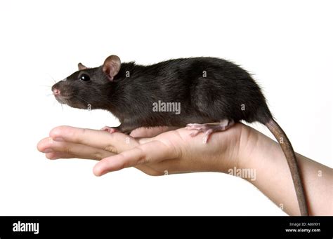 Domestic Rat Hi Res Stock Photography And Images Alamy