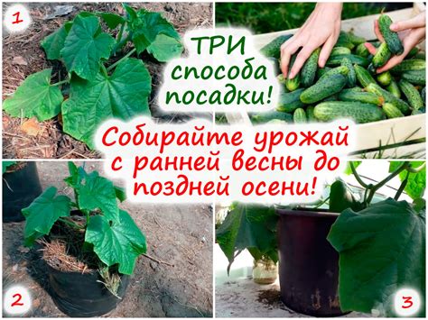 Три способа посадки огурцов – как собирать зеленцы с ранней весны до ...