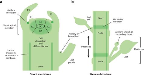 Axillary Meristem