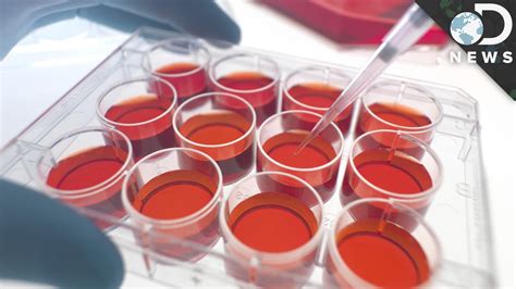 Why Are Stem Cells So Important High T3ch