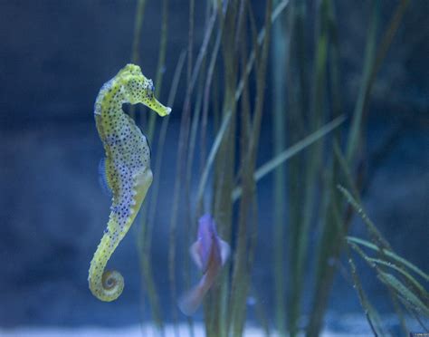 2047x1607 Seahorse Wallpaper Hd Coolwallpapersme