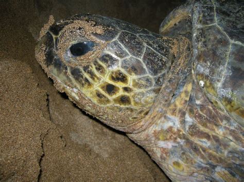 Tartarughe Marine Verdi Sulla Femmina Della Spiaggia Che Fa L Uovo