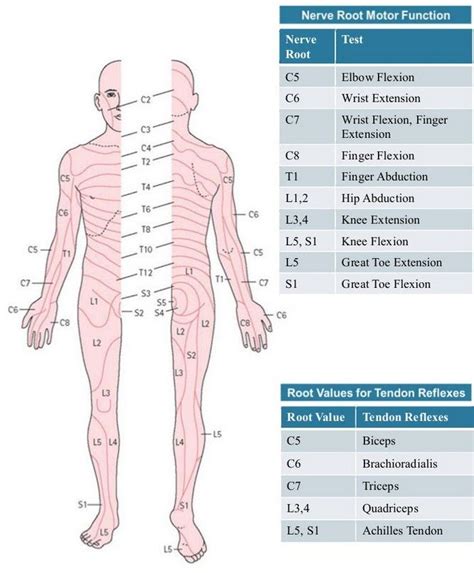 Dermatomes and myotomes | Body Stuff | Pinterest | Nerve anatomy ...