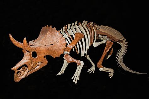 Triceratops Juvenile Photograph By Millard H Sharp Pixels