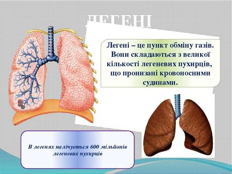 "Дихання" - презентація з біології