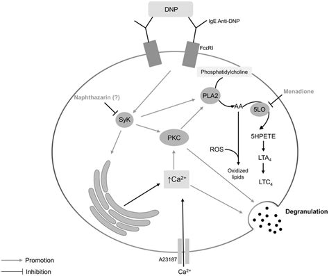 Simplified Scheme Of Rbl H Cells Degranulation Pathways The Dnp