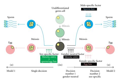 Schematic Representation Of The Germ Cell Fate Decisions Following Two