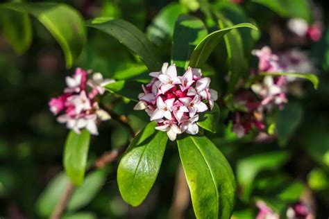 How To Grow Winter Daphne Ultimate Guide Garden Lovers Club