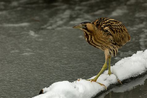 Gratwanderung Forum für Naturfotografen