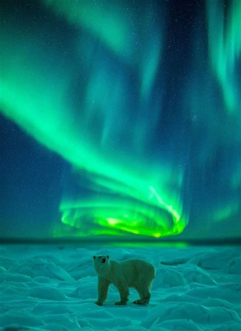 Amazing Nature Polar Bear Under The Northern Lights Facebook In