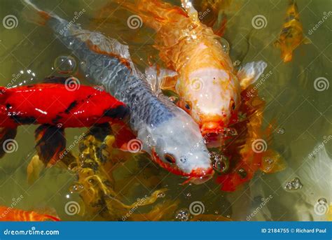 Japanese Tea Garden Koi Fish Stock Image Image Of Pond Carpio 2184755