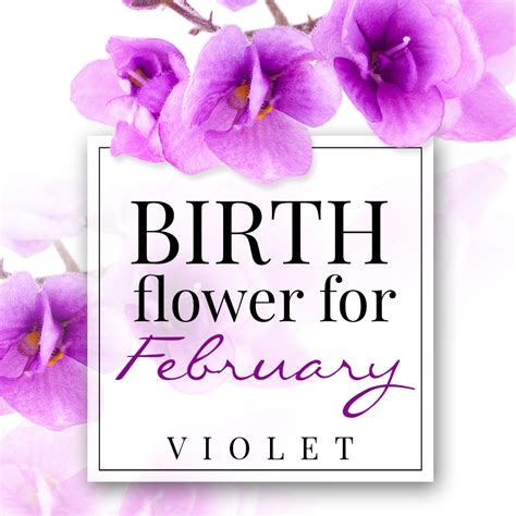 Birth Flower for February – Violet - PollenNation