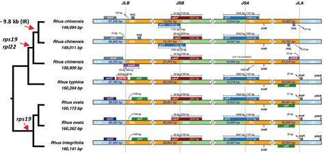 Plastid Genomes Of The North American Rhus Integrifolia Ovata Complex