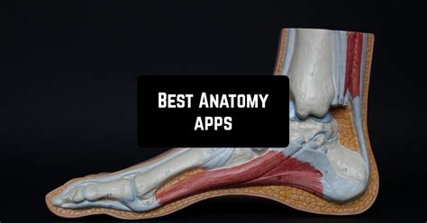 12 Best Anatomy Apps For Android And Ios Freeappsforme Free Apps For Android And Ios