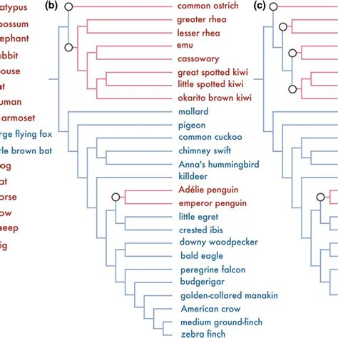 Species Tree Topologies Used For Detection Of Positive Selection The