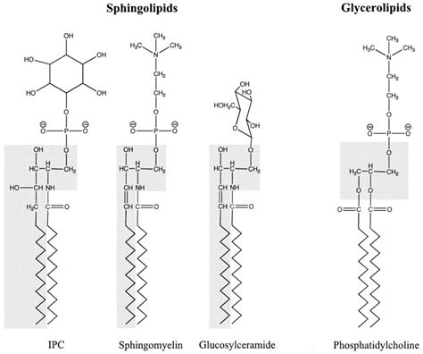 Structure of sphingolipids. Sphingolipids, such as IPC, sphingomyelin ...