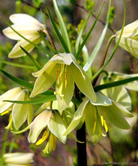 Beautiful Fritillaria Raddeana Flowers Desi Comments