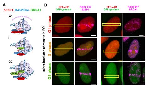 A Role Of The 53BP1 Protein In Genome Protection Structural And