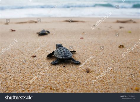 3,816 Caretta) Images, Stock Photos & Vectors | Shutterstock