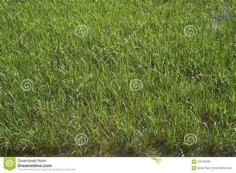 Rice Plant In The Delta Del Ebro Stock Photo Image Of Clouds