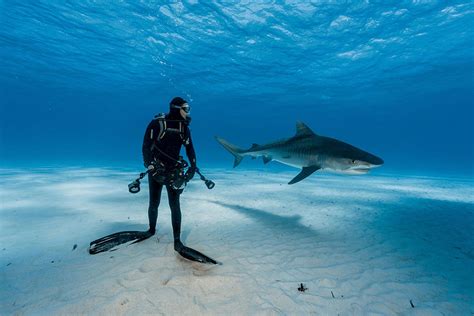 Best Underwater Photos of 2016 by National Geographic - Michael Andrew Photography Blog